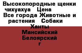 Высокопородные щенки чихуахуа › Цена ­ 25 000 - Все города Животные и растения » Собаки   . Ханты-Мансийский,Белоярский г.